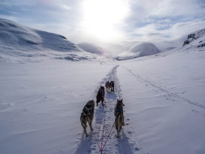 Samitour Lapland och Dog sledding northern Sweden tour