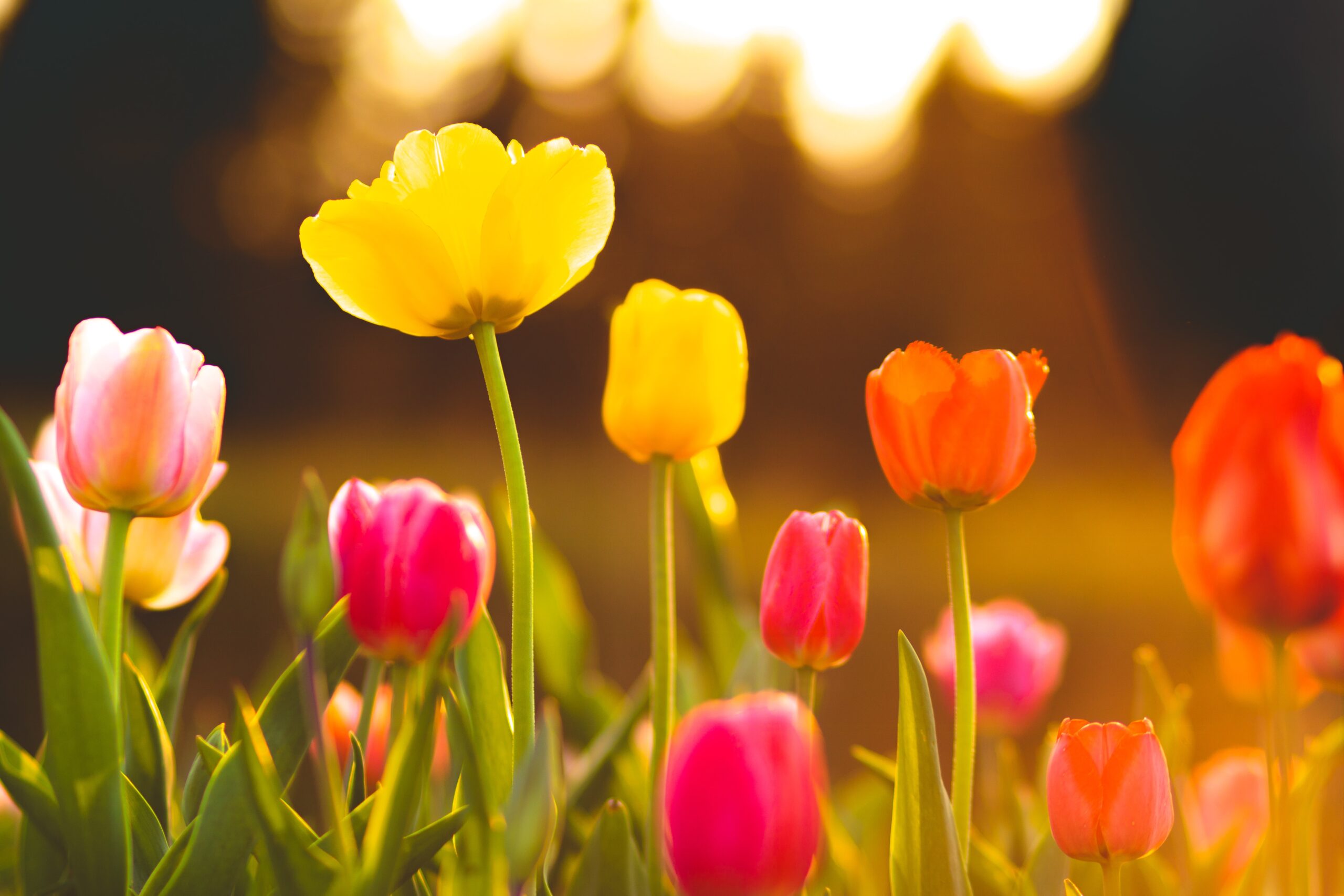 Bilden visar olika blommor. Knöl och lökar för att odla blommor är ett enkelt sätt att skapa vackra blomsterrabatter.