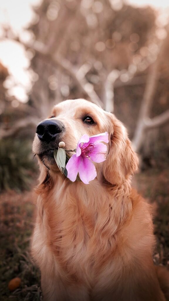 Bilden visar en hund med en blomma i munnen. Låt ditt hunddagis i Stockholm sköta kloklippning och hundtrimning.